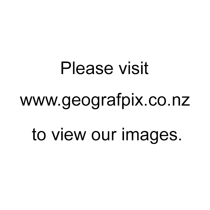 Otago Skink Sunbathing on a Rock